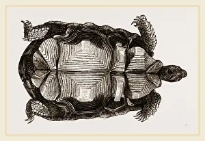 Biology Illustrations Drucke: Arachnoid Pyxis from below