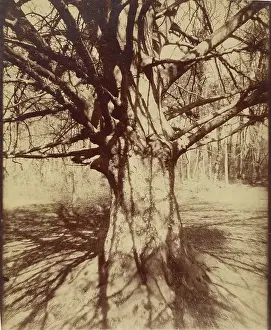 19th Century French Artwork Drucke: Arbre (Garche) Hetre