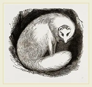 Polar Fuchs
