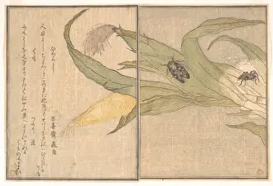 Kitagawa Utamaro Art Drucke: ÒÇ