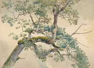Artokoloro