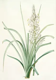 Branched Asphodel Drucke: Asphodelus ramosus, Ashpodele rameux, kings spear; royal staff; white asphodel