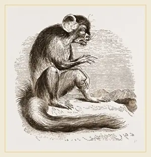 Lemur Conservation Efforts Drucke: Aye Aye