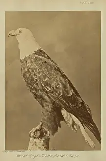 Bald Eagle Photography Drucke: Bald Eagle White-headed Eagle William Notman