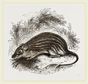 Bärenmaus