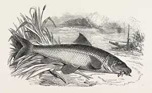 Freshwater Fish Art Drucke: BARBEL