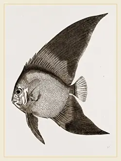 Natural History Of Fish Drucke: Bat Chaetodon