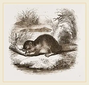 Beaver