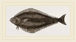 Natural History Of Fish Drucke: Black basse