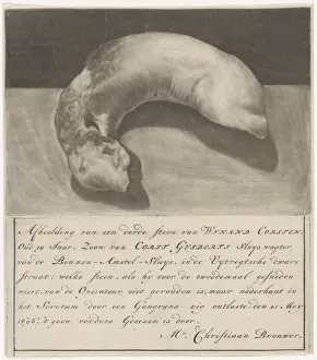Engraved Medical Illustrations Drucke: Bladder stone Wynand Corsten Image bladder stone