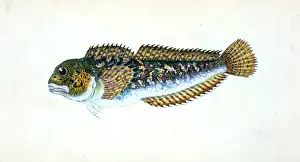 Edward Donovan Illustrations Drucke: Blenny, smooth, Blennius Pholis, British fishes, Donovan, E. (Edward), 1768-1837
