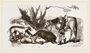 Wildlife Conservation Photos Drucke: Boar Hunt