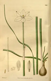 British Botanist Drucke: Botanical print by William Herbert, 1778 a 1847 was a British botanist, botanical