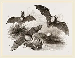 British Wildlife Conservation Drucke: British Bats