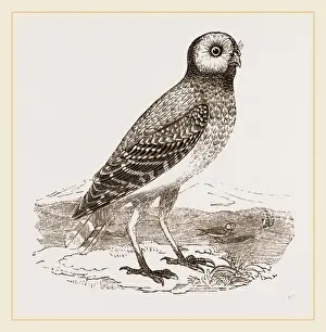 Burrowing Owl Habitat Drucke: Burrowing Owl