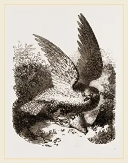 Buzzard Bird Drucke: Buzzard