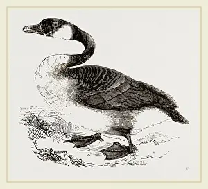 Wildlife Photography Canada Goose Drucke: Canada Goose