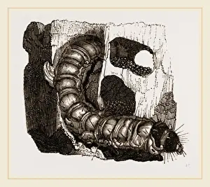 Insect Life Cycle Stages Drucke: Caterpillar of Goat-Moth