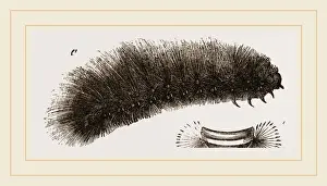 Nature Photography Collection Drucke: Caterpillar of Tiger-Moth