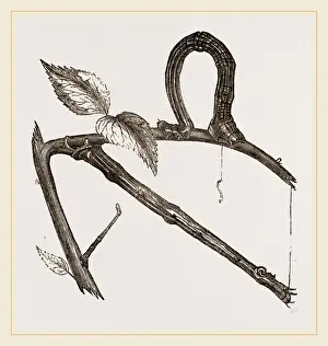Insect Life Cycle Stages Drucke: Caterpillars of Swallow-tail Moth