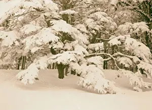 Cedars Of Lebanon Drucke: Cedars flat spreading cedar branches weighted