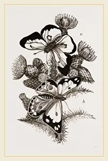 Verwischte Schmetterlinge