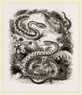 Venomous Snake Species Drucke: Common Adder and Ringed Snake