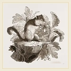 Common Dormouse Habitat Drucke: Common Dormouse