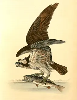 Audubon Wildlife Art Drucke: Common Osprey, Fish Hawk. Audubon, John James, 1785-1851