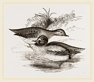 Common Teal Bird Drucke: Common Teals