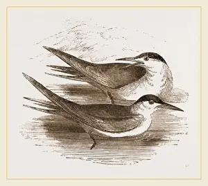 Common Terns