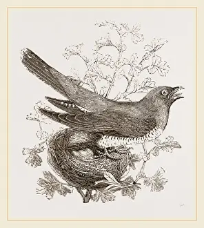 Cuckoo Bird Drucke: Cuckoo and Nest