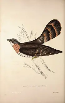 19th Century Animal Art Drucke: Cuculus Sparverioides, Large Hawk-Cuckoo, Hierococcyx sparverioides, is a species