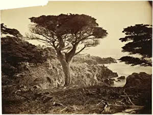 United States Landscape Photos Drucke: [Cypress Point, Monterey]