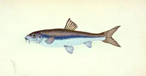 An der Seite von Pleuronectes limanda aus dem Jahr 1804 gehören die britischen Fische von Donovan unter den Jahren Edward Donovan (*1786) zu dieser Gattung