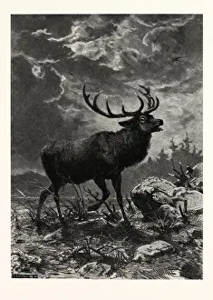 Retro Styled Wildlife Art Drucke: A Deer; after Specht