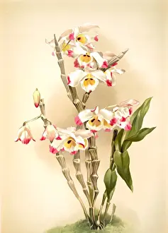 Botanical Flora Drucke: Dendrobium wardianum, Sander, F. (Frederick) (1847-1920), Mansell, Joseph (Lithographer)