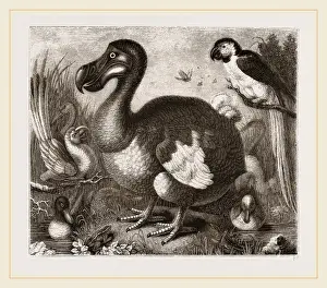 Dodo Bird Drucke: Dodo