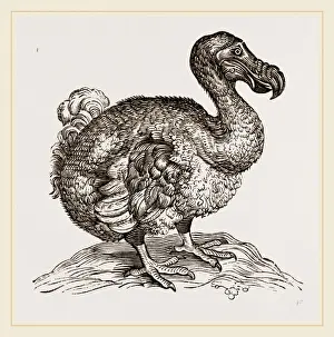 Dodo Bird Drucke: Dodo from Bontius