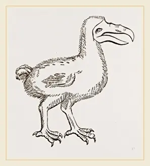 Dodo Bird Drucke: Dodo from Clusius