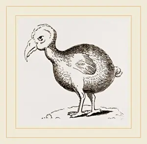 Dodo Bird Drucke: Dodo from Herbert