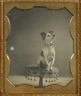 Antique American Artwork Drucke: [Dog sitting on a table]