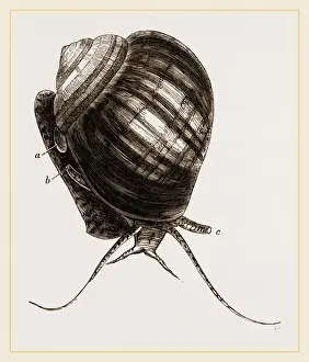 Nature Photography Collection Drucke: Doubtful Ampullaria
