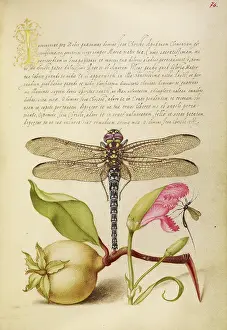 Drucke von Drachenfliege, Birne, Kornblume und Insekt; Joris Hoefnagel, flämisch / ungarischer, geboren um 1542 - gestorben um 1600. Georg Bocskay ist ein ungarischer Mann der im Jahr 1575 starb Joris Hoefnagel Drucke: Libelle, Birne, Kornblume und Unkraft
