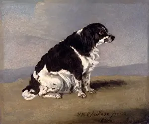 Die Herzogin von Yorks Spaniel Signiert und datiert, unten rechts: H.