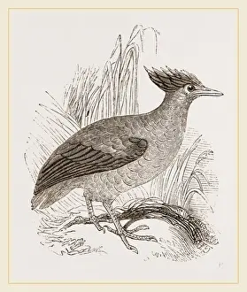 Duperrés' Großer Potoo