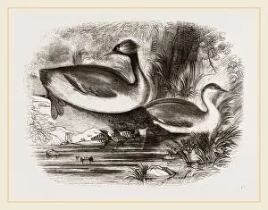 Wildlife Nature Photography Tips Drucke: Eared Grebes