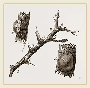 Nature Photography Collection Drucke: Eggs of Hawthorn Coccus