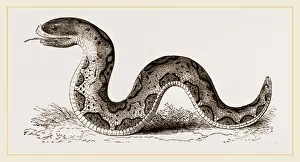 Natural World Images Drucke: El Effah Viper