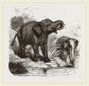 Natural History Museum Exhibits Drucke: Elephant